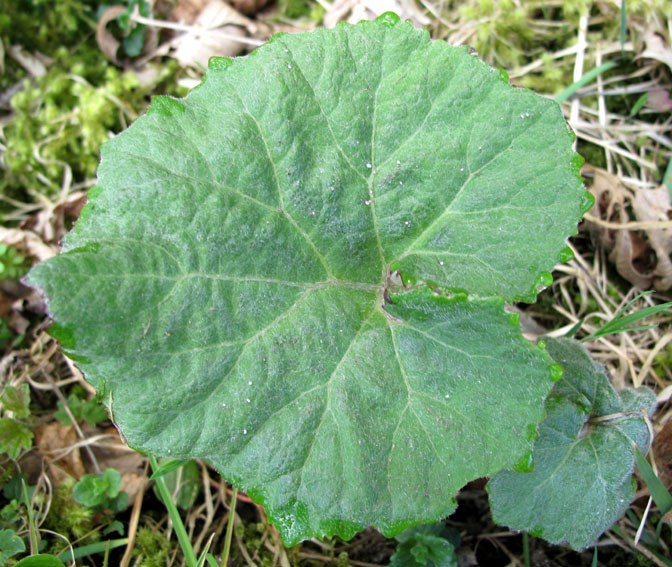 petasite